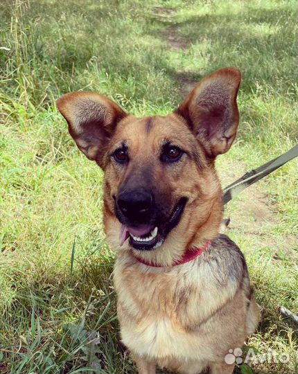 Собачка Забава