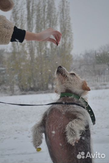 Собака в добрые руки