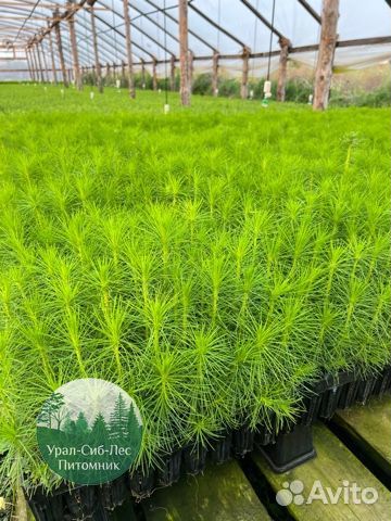 Зкс Сосна сеянцы Ели Лиственницы окс Голуб Горная
