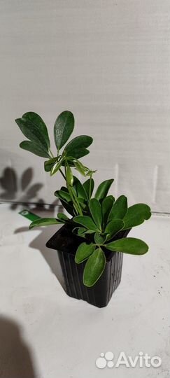 Шеффлера комнатные цветы