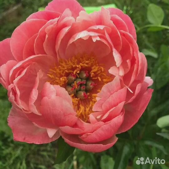 Коллекционный Пион Корал Чарм