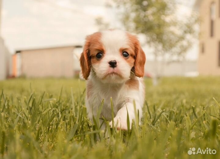 Кавалер кинг чарльз спаниель