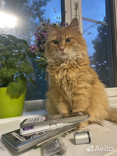 Кошечка Алиса