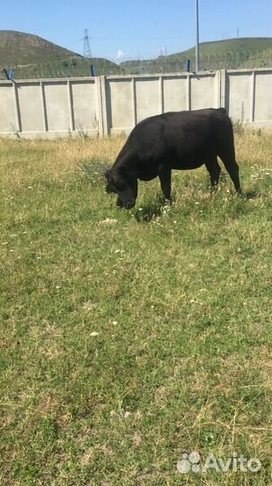 Абердино-Ангусы Коровы,телки, телята буйвол бык