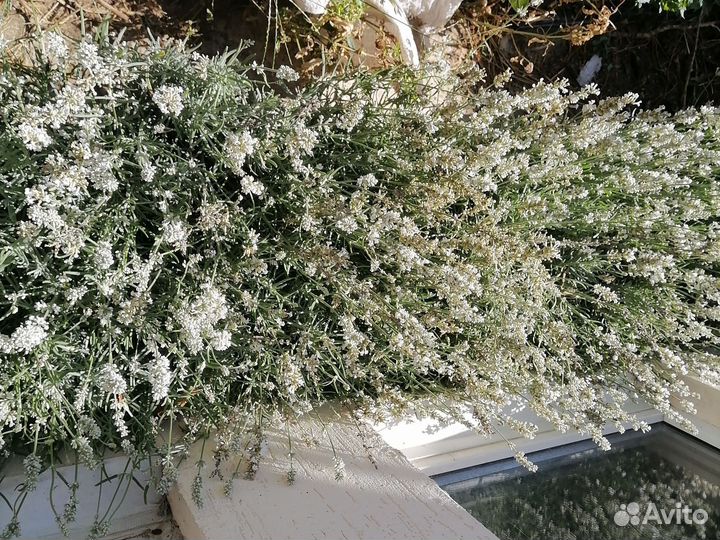 Саженцы Лаванда белая в горшке 3л доставка