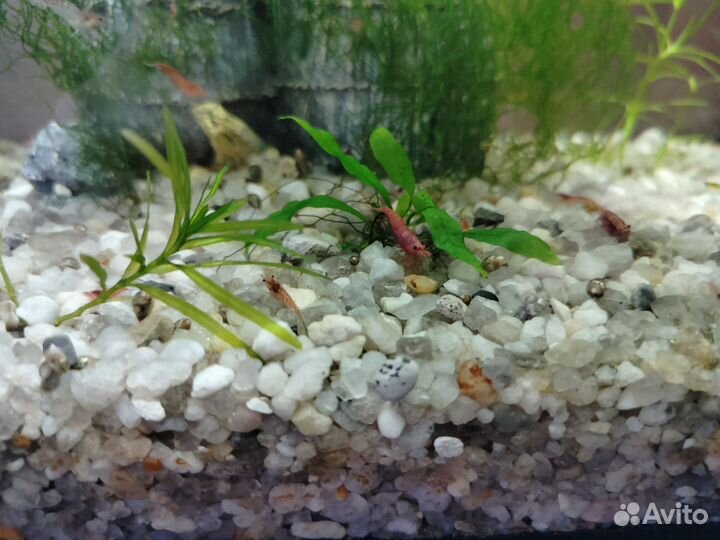 Гуппи, креветки вишни, мелании