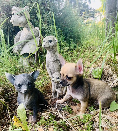 Ева -самая красивая мини чишечка