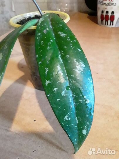 Хойи (7 сортов)