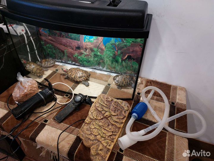 Аквариум с черепахами