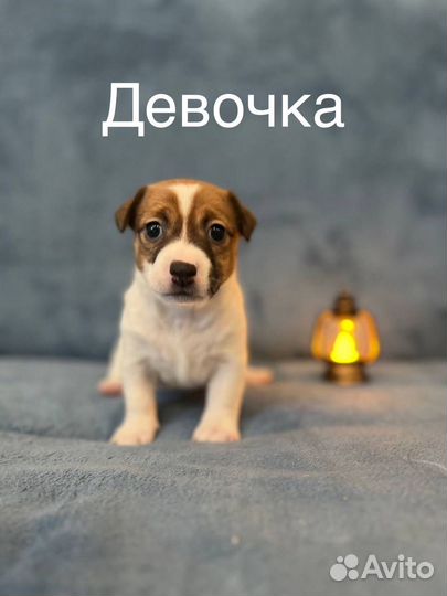 Щенки Джек Рассел терьер