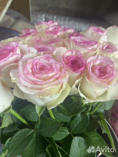 Розы домашние