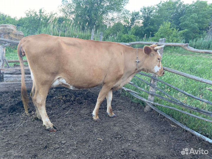 Крупно рогатый скот