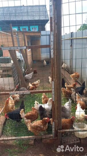 Курицы несушки
