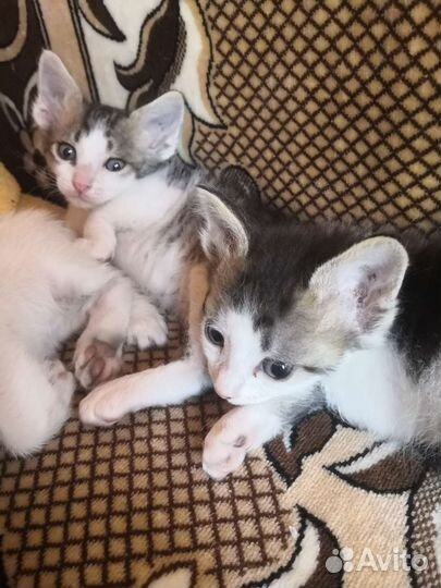 Котятки в добрые руки