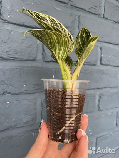 Филодендрон биркин