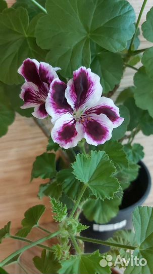 Пеларгони. Герань. Обмен