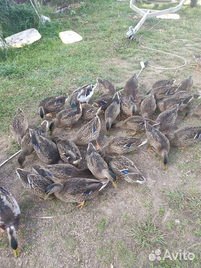 Подсадные утки