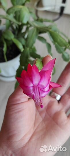 Декабрист розовый