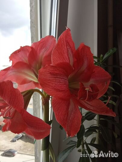 Гиппиаструм сортовой