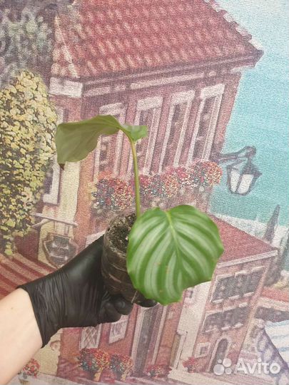 Калатея орбифолия