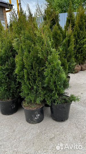 Туя смарагд саженцы