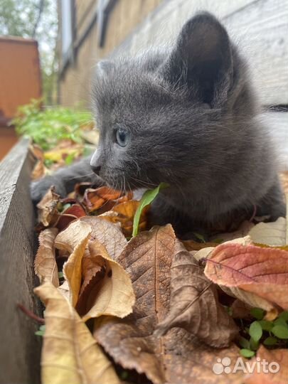 Котята