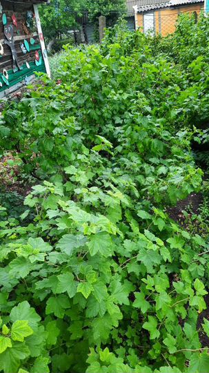 Дом 65 м² на участке 12 сот.