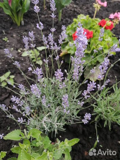 Лаванда
