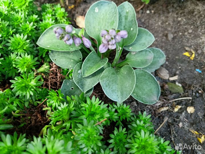 Миниатюрная хоста