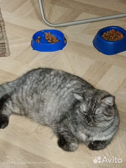 Кошки