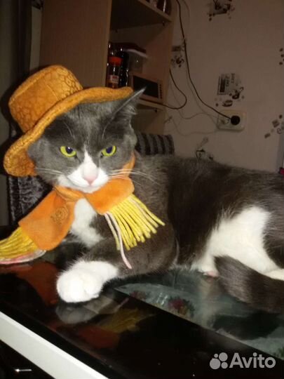 Кошка в дар