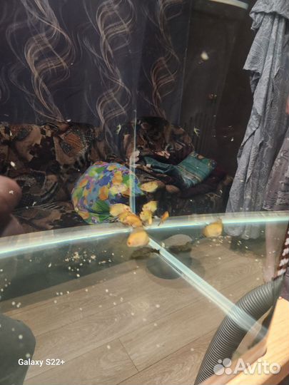 Дискусы рыбки