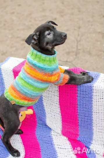 Щенок будет маленьким