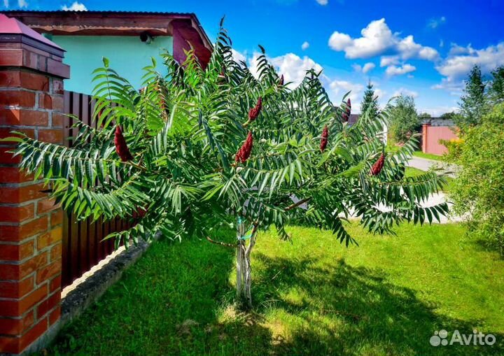 Семена сумаха