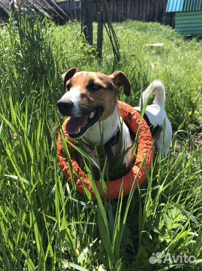 Догситтер,гостиница для животных