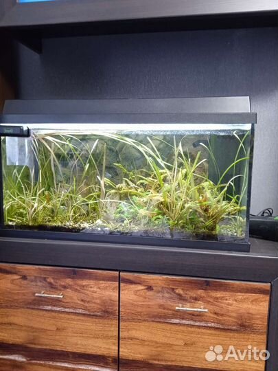 Аквариум Juwel Rio125германия