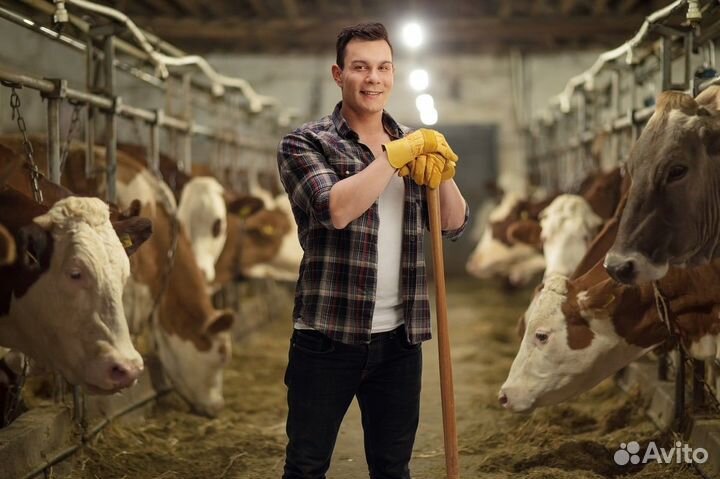 Рабочий на молочную ферму вахта