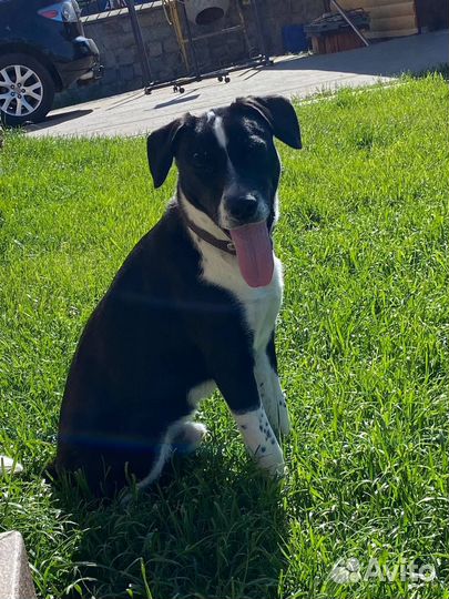 Отдам в добрые руки