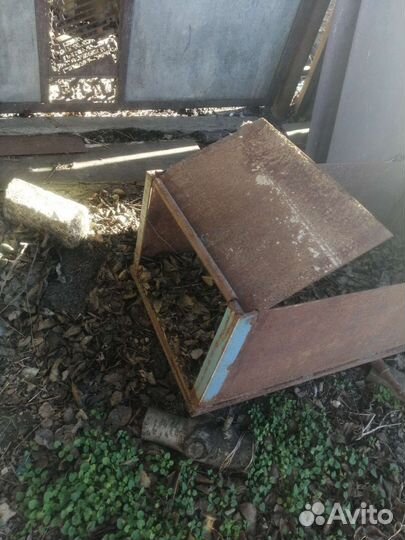 Обмен на ягнят