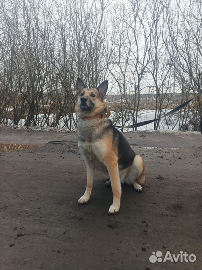 Овчарка метис Вео