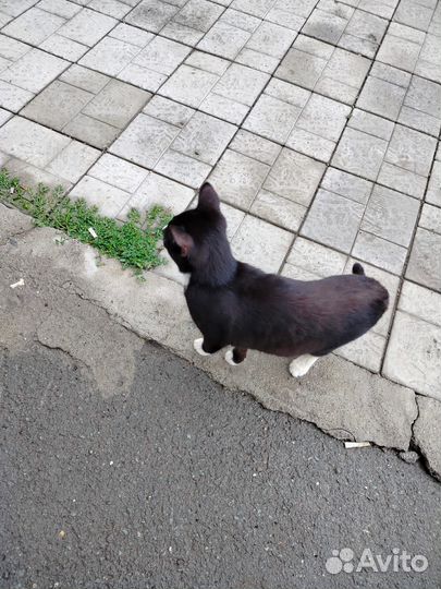 Кошечка 4-5 месяцев в добрый руки