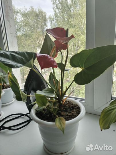 Комнатные цветы антуриум
