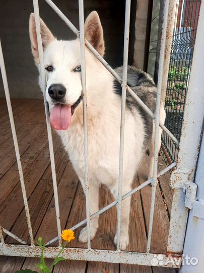 Собака Белка в добрые руки