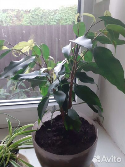 Толстянка,фикус бенджамин,хлорафитум,гибискус