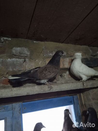 Голуби