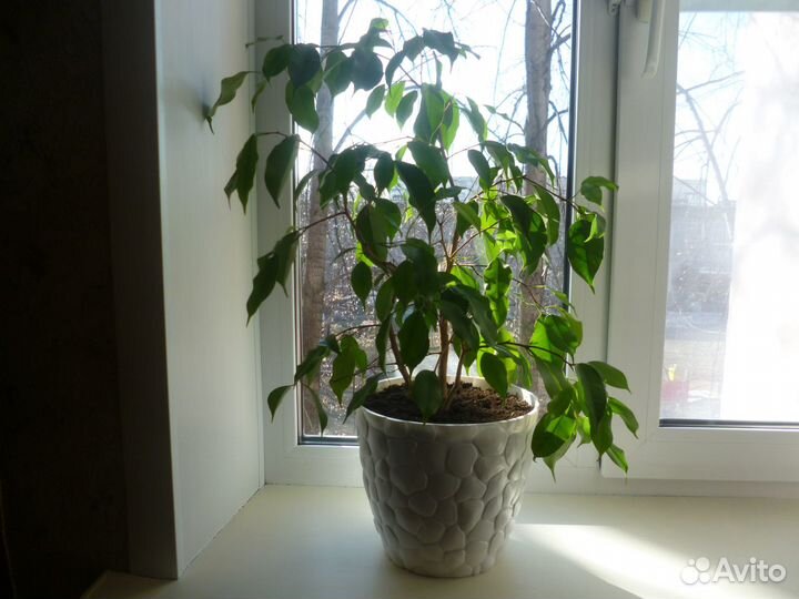 Фикус бенджамина