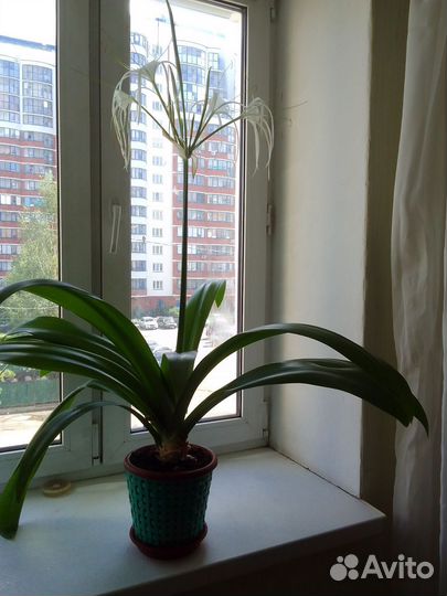 Сансевиерия,толстянка,гименокалис