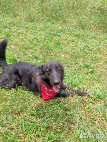 Спасите Мишку из приюта