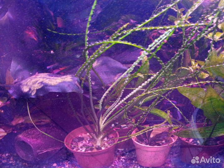 Кринум волнистый