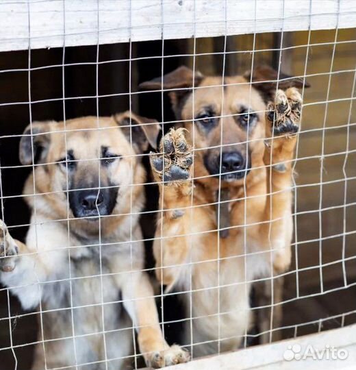 Работник в частный приют для собак